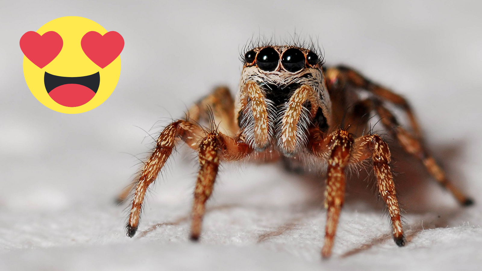 A close-up of an adorable jumping spider and an emojii with heart eyes.