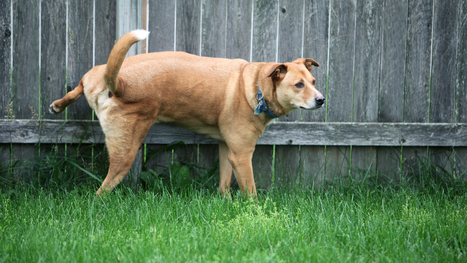 Dog peeing on a fence in a backyard.
