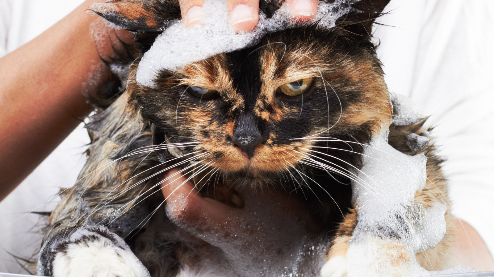 Very unhappy looking cat with soap suds on its face.