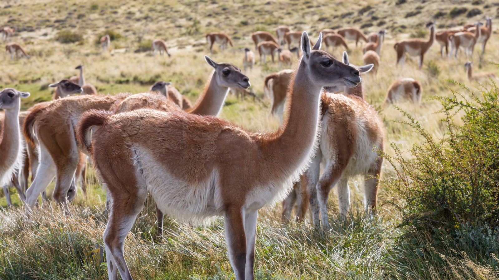 Fluffy-looking herbivores with reddish-brown fur and white bellies.