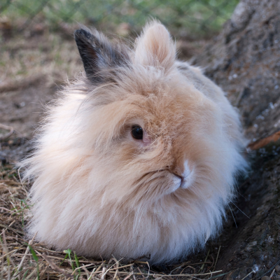 Fluffy little cream and tan angora rabbit.