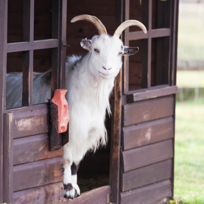 Cute white cashmere goat with a wispy beard.