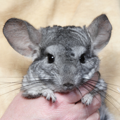Person holding a gray chinchilla pet.