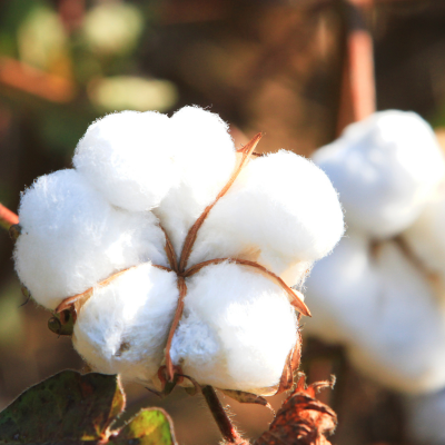 Fluffy white cotton bolls, not to be confused with cotton balls.