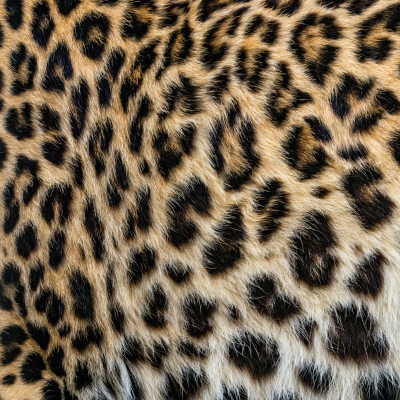 Fur of the spotted leopard.