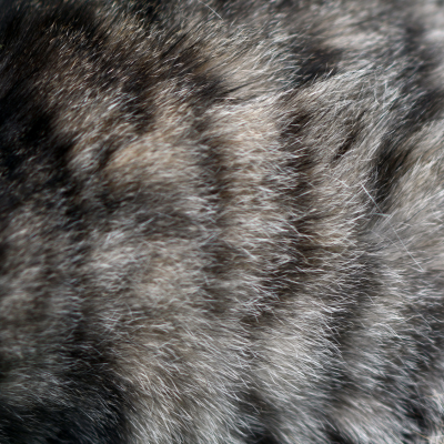 Striped lynx fur.