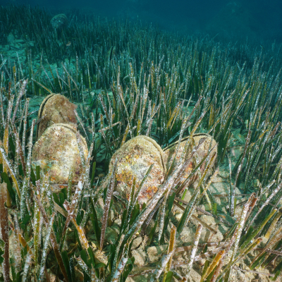 Pen shell clams on the ocean floor.