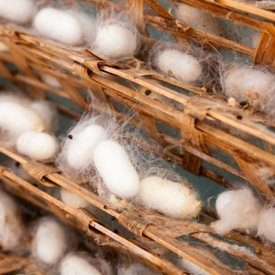 Fuzzy white silk cocoons.