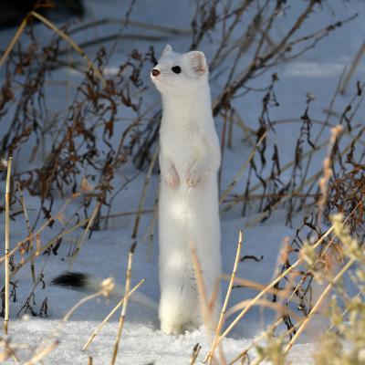 A white ermine standing in the snow on its hind legs.